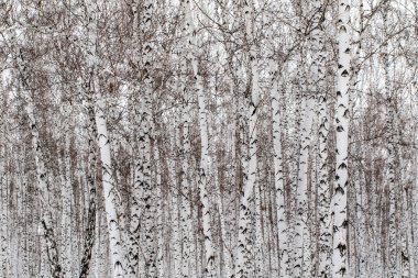 kar kış manzara orman