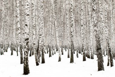 kar kış manzara orman