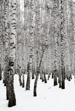 kar kış manzara orman
