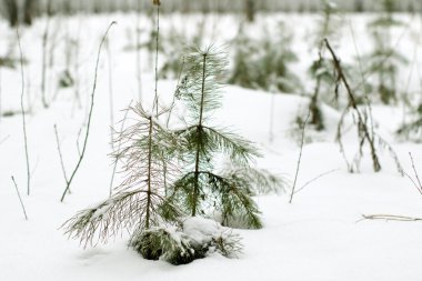 kar kış manzara orman