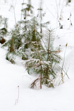 kar kış manzara orman