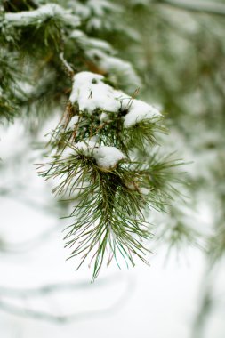 kar kış manzara orman