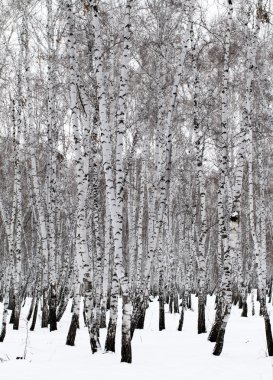 kar kış manzara orman