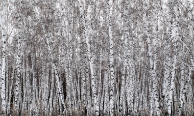 kar kış manzara orman