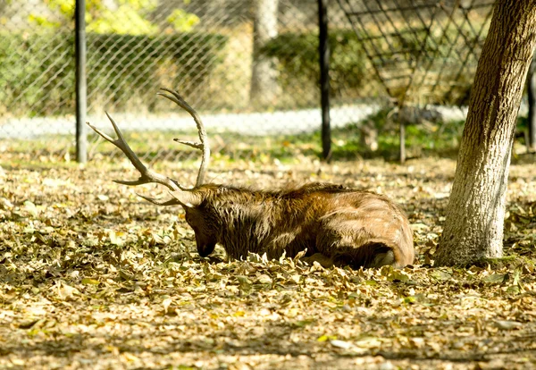 Cervo allo zoo — Foto Stock