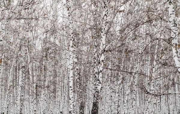 Winter landschap bos in sneeuw — Stockfoto