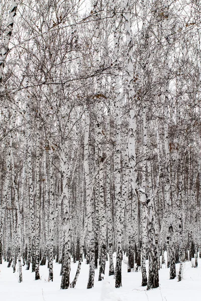 Zimní krajina Les ve sněhu — Stock fotografie