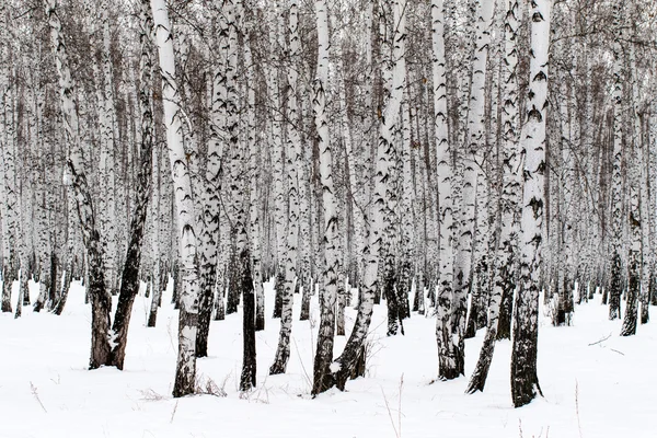 Winter landscape forest in snow — Stock Photo, Image