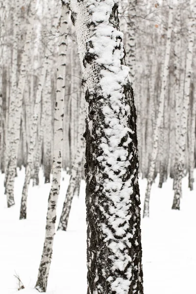 Зимний пейзажный лес в снегу — стоковое фото