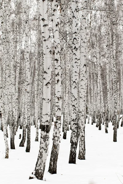 눈에 겨울 풍경 숲 — 스톡 사진