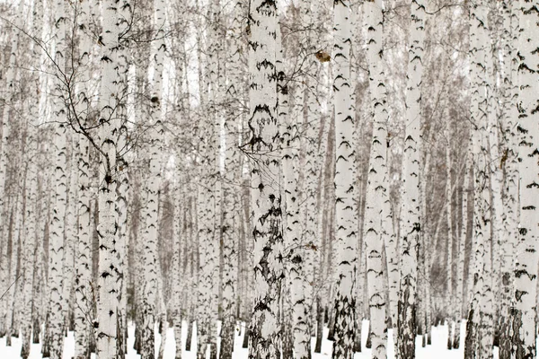 Inverno paisagem floresta na neve — Fotografia de Stock