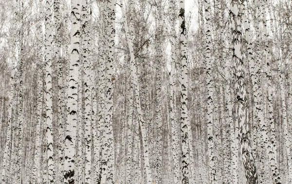 冬天风景森林在雪 — 图库照片