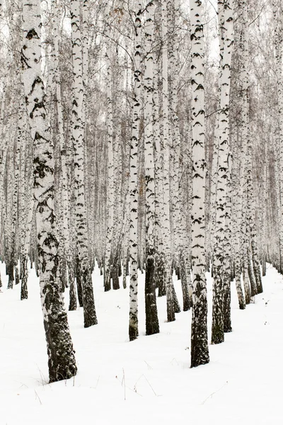 Winter landscape forest in snow — Stock Photo, Image