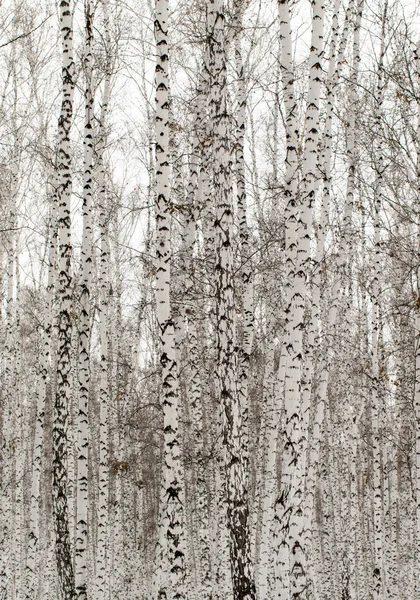 Invierno paisaje bosque en la nieve —  Fotos de Stock