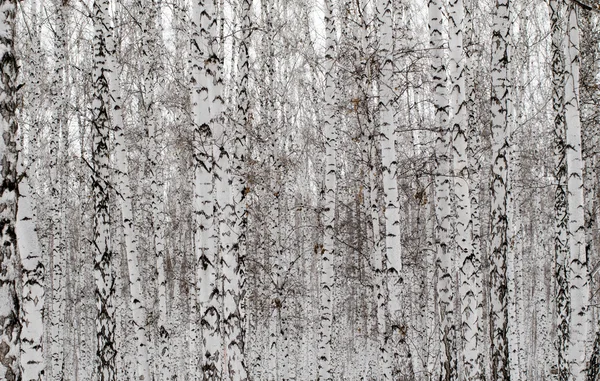 Winterlandschaft Wald im Schnee — Stockfoto