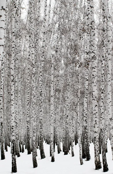 Zimní krajina Les ve sněhu — Stock fotografie