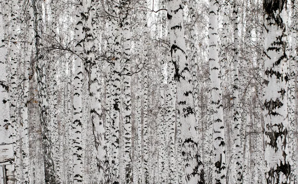 Inverno paisagem floresta na neve — Fotografia de Stock
