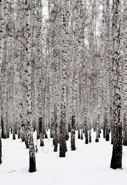 Winter landscape forest in snow — Stock Photo, Image