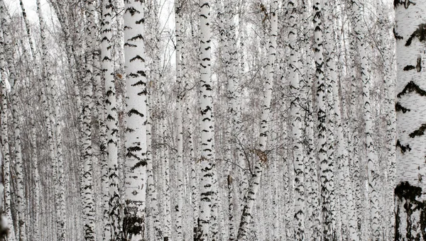 Inverno paisagem floresta na neve — Fotografia de Stock