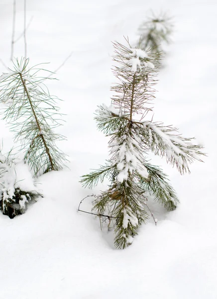 Зимний пейзажный лес в снегу — стоковое фото