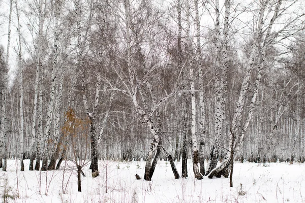 Winterlandschaft Wald im Schnee — Stockfoto