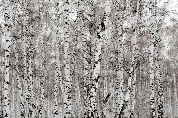 Paysage hivernal forêt dans la neige — Photo