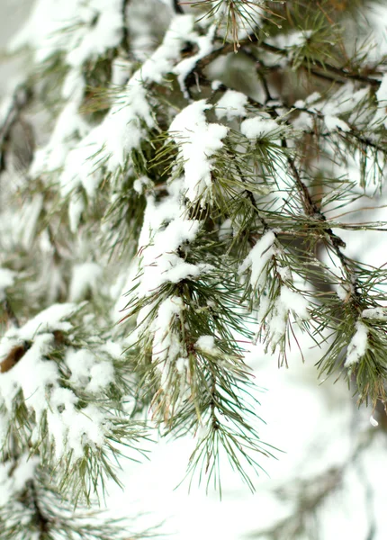 雪の冬風景林 — ストック写真