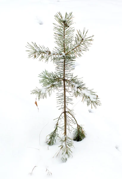 Winter landschap bos in sneeuw — Stockfoto