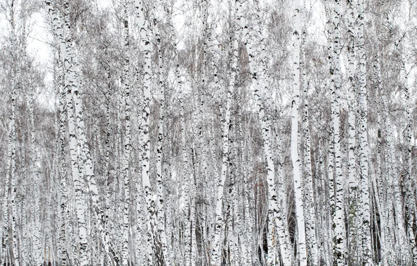 Winter landschap bos in sneeuw — Stockfoto