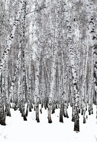 Winter landscape forest in snow — Stock Photo, Image