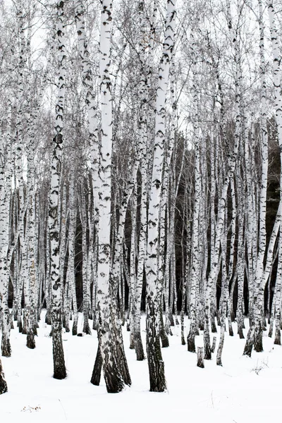 Winter landscape forest in snow — Stock Photo, Image