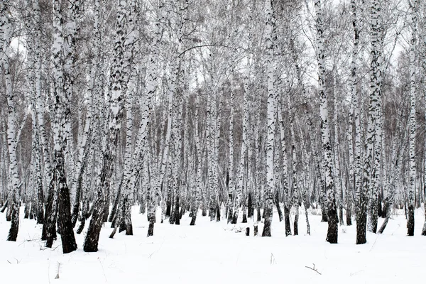 눈에 겨울 풍경 숲 — 스톡 사진