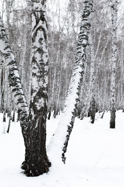 Winter landscape forest in snow — Stock Photo, Image