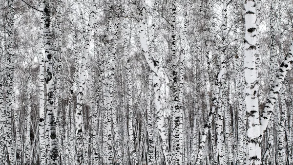 冬天风景森林在雪 — 图库照片