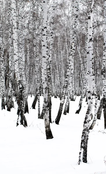 Winter landscape forest in snow — Stock Photo, Image