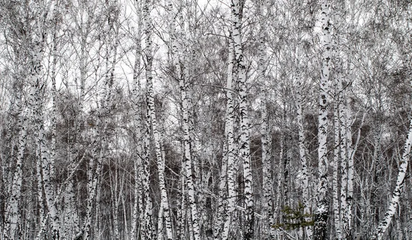 Winter landschap bos in sneeuw — Stockfoto