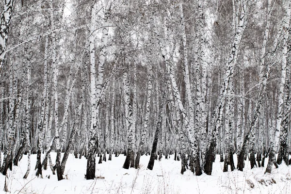 Winter landscape forest in snow — Stock Photo, Image