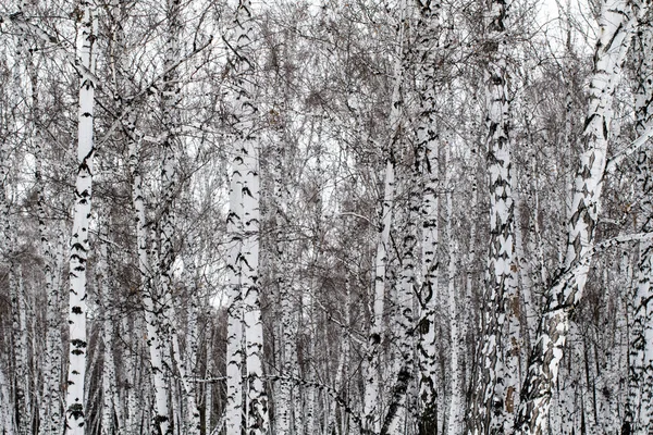 Vinter landskap skog i snö — Stockfoto