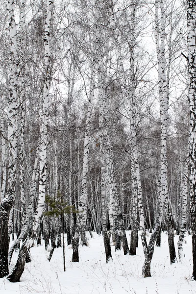Kar kış manzara orman — Stok fotoğraf