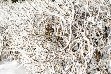 Doğa, kış manzarası