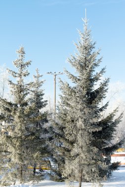 Doğa, kış manzarası