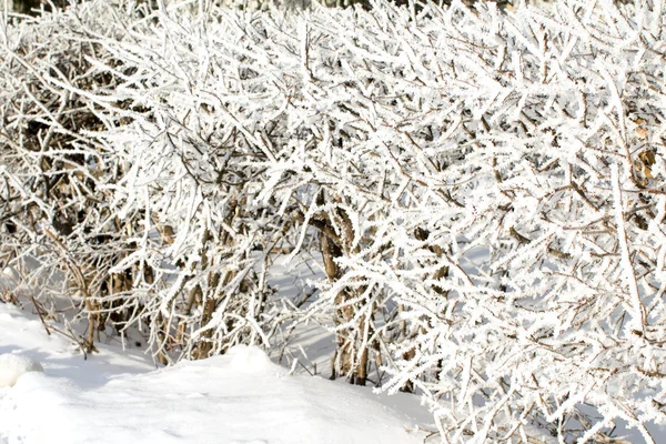 Naturaleza, paisaje invernal — Foto de Stock