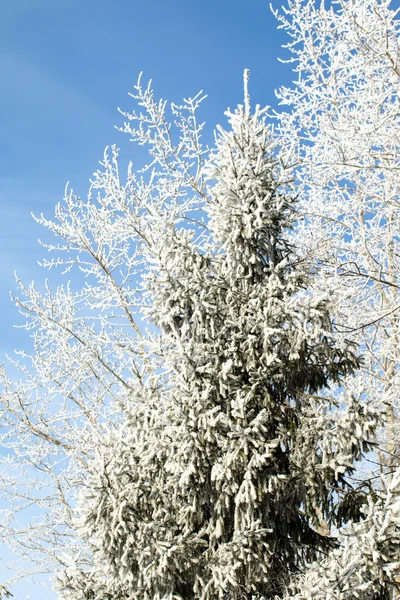 Nature, winter landscape — Stock Photo, Image