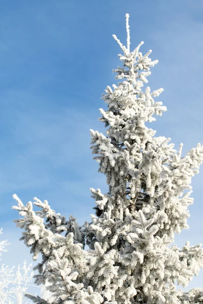 Příroda, zimní krajina — Stock fotografie