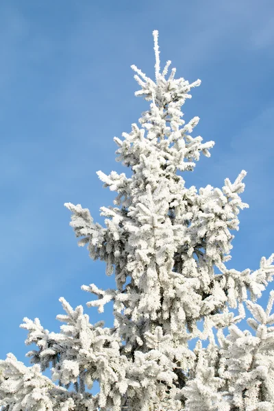 Nature, winter landscape — Stock Photo, Image