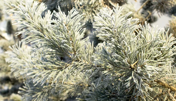 Natura, paesaggio invernale — Foto Stock