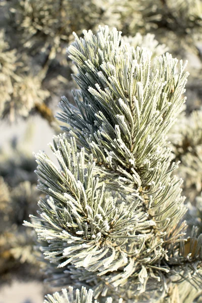 Natura, paesaggio invernale — Foto Stock