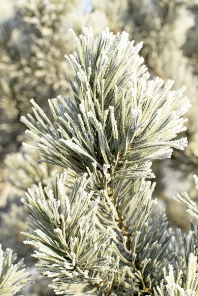 Natura, paesaggio invernale — Foto Stock