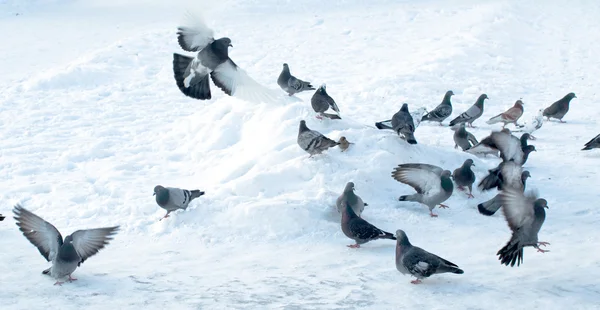 Skupina holubů na sněhu — Stock fotografie