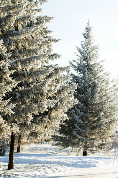 Naturaleza, paisaje invernal — Foto de Stock